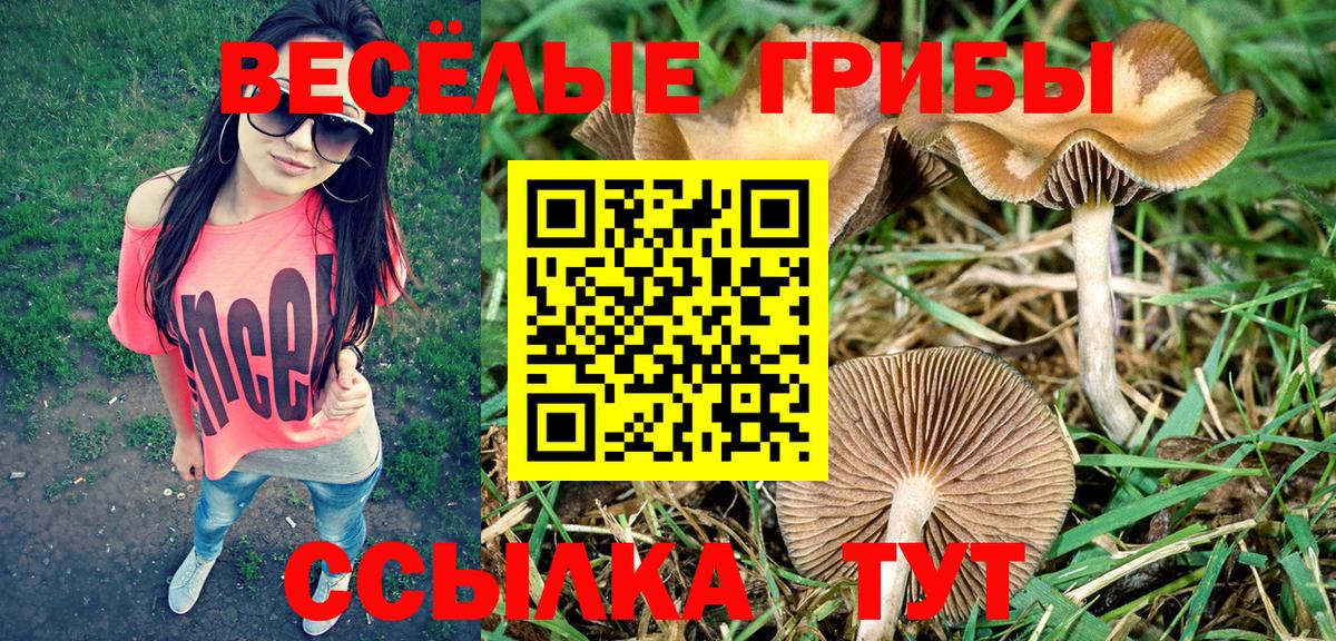 Псилоцибиновые грибы Psilocybine cubensis Бузулук